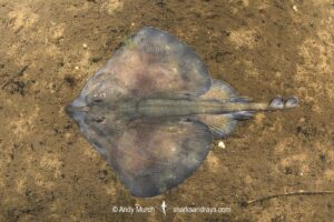 Australian Thornback Skate, Dentiraja lemprieri. Macquarie Harbour, Tasmania, Australia, southwest Pacific Ocean.