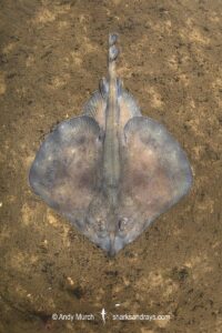 Australian Thornback Skate, Dentiraja lemprieri. Macquarie Harbour, Tasmania, Australia, southwest Pacific Ocean.