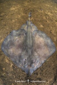 Australian Thornback Skate, Dentiraja lemprieri. Macquarie Harbour, Tasmania, Australia, southwest Pacific Ocean.