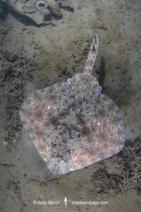 Australian Thornback Skate, Dentiraja lemprieri. Rosny Point, Derwent River Estuary, Tasmania, Australia, southwest Pacific Ocean.