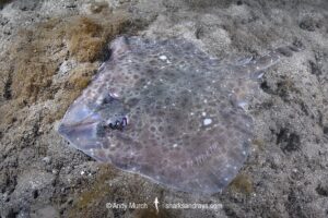 Australian Thornback Skate, Dentiraja lemprieri. Short Beach, Derwent River Estuary, Tasmania, Australia, southwest Pacific Ocean.