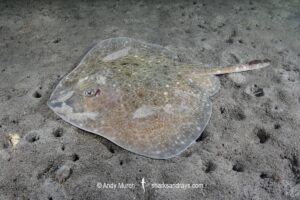 Australian Thornback Skate, Dentiraja lemprieri. Short Beach, Derwent River Estuary, Tasmania, Australia, southwest Pacific Ocean.