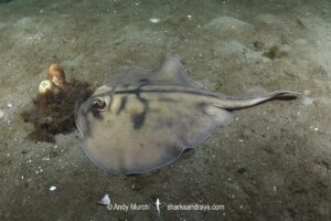 Banded Stingaree, Urolophus cruciatus, aka Crossback Stingaree. Blackman's Bay, Tasmania, Australia, Southern Ocean.