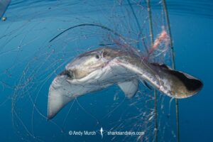 California Bat Ray, Myliobatis californica caught in a gill net intended for California Halibut. Guerero Negro, Baja, Mexico, Eastern Pacific.
