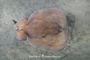 Coffin Ray, Hypnos monopterygius, aka Numb Ray. Little Beach, Nelson Bay, New South Wales, Australia, Pacific Ocean.