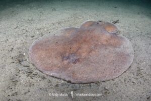 Coffin Ray, Hypnos monopterygius, aka Numb Ray. Little Beach, Nelson Bay, New South Wales, Australia, Pacific Ocean.