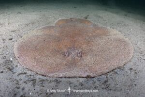 Coffin Ray, Hypnos monopterygius, aka Numb Ray. Little Beach, Nelson Bay, New South Wales, Australia, Pacific Ocean.