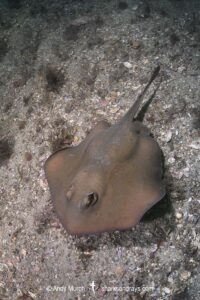 Common Stingaree, Trygonoptera testacea. Gravid Female. Little Beach, Nelson Bay, New South Wales, Australia, southwestern Pacific Ocean.