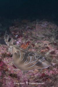 Eastern Fiddler Ray, Trygonorrhina fasciata. Broughton Island, Nelson Bay, New South Wales, Australia, southwest Pacific Ocean.