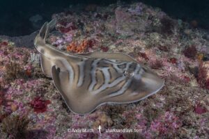 Eastern Fiddler Ray, Trygonorrhina fasciata. Broughton Island, Nelson Bay, New South Wales, Australia, southwest Pacific Ocean.