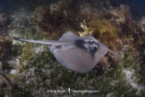 Masked Stingaree, Trygonoptera personata. Cottesloe Beach, Western Australia, Indian Ocean.