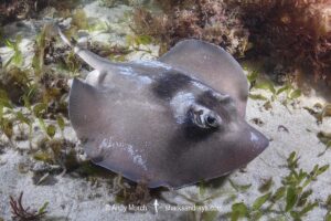 Masked Stingaree, Trygonoptera personata. Cottesloe Beach, Western Australia, Indian Ocean.