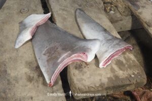 Shark fins. Shark finning.