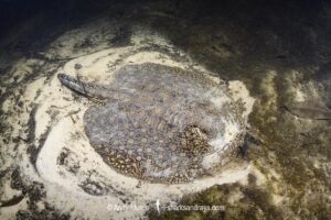 Smooth-back River Stingray, Potamotrygon orbignyi. Possibly a hybrid. Aka Reticulated Freshwater Stingray. Rio Teles Pires, Brazil. Widespread in the Amazon and Orinoco River basins and in river systems in Suriname, Guyana and French Guiana, South America.