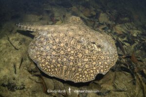 Smooth-back River Stingray, Potamotrygon orbignyi. Possibly a hybrid. Aka Reticulated Freshwater Stingray. Rio Teles Pires, Brazil. Widespread in the Amazon and Orinoco River basins and in river systems in Suriname, Guyana and French Guiana, South America.
