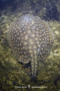 Smooth-back River Stingray, Potamotrygon orbignyi. Possibly a hybrid. Aka Reticulated Freshwater Stingray. Rio Teles Pires, Brazil. Widespread in the Amazon and Orinoco River basins and in river systems in Suriname, Guyana and French Guiana, South America.