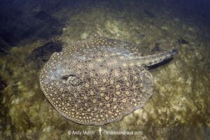 Smooth-back River Stingray, Potamotrygon orbignyi. Possibly a hybrid. Aka Reticulated Freshwater Stingray. Rio Teles Pires, Brazil. Widespread in the Amazon and Orinoco River basins and in river systems in Suriname, Guyana and French Guiana, South America.