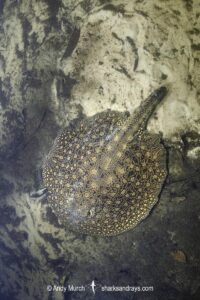 Smooth-back River Stingray, Potamotrygon orbignyi. Possibly a hybrid. Aka Reticulated Freshwater Stingray. Rio Teles Pires, Brazil. Widespread in the Amazon and Orinoco River basins and in river systems in Suriname, Guyana and French Guiana, South America.
