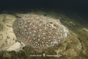 Smooth-back River Stingray, Potamotrygon orbignyi. Possibly a hybrid. Aka Reticulated Freshwater Stingray. Rio Teles Pires, Brazil. Widespread in the Amazon and Orinoco River basins and in river systems in Suriname, Guyana and French Guiana, South America.