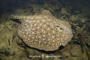 Smooth-back River Stingray, Potamotrygon orbignyi. Possibly a hybrid. Aka Reticulated Freshwater Stingray. Rio Teles Pires, Brazil. Widespread in the Amazon and Orinoco River basins and in river systems in Suriname, Guyana and French Guiana, South America.