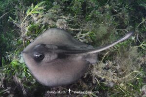 Striped Stingaree, Trygonoptera ovalis. Busselton Jetty, Western Australia, Indian Ocean.
