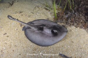 Striped Stingaree, Trygonoptera ovalis. Busselton Jetty, Western Australia, Indian Ocean.