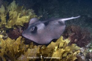 Striped Stingaree, Trygonoptera ovalis. Cottesloe Beach, Western Australia, Indian Ocean.