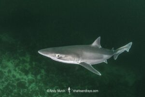 Tope Shark, Galeorhinus galeus, aka: soupfin shark or school shark. Port Elizabeth, South Africa, Indian Ocean.