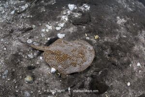 Largespot River Stingray, Potamotrygon falkneri. Aka reticulated freshwater stingray. Rio Triste, Mato Grosso, Brazil.