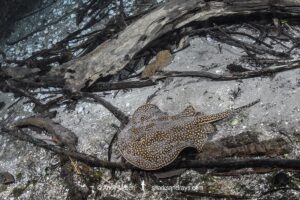 Largespot River Stingray, Potamotrygon falkneri. Aka reticulated freshwater stingray. Rio Triste, Mato Grosso, Brazil.