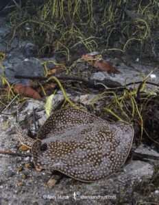 Largespot River Stingray, Potamotrygon falkneri. Aka reticulated freshwater stingray. Rio Triste, Mato Grosso, Brazil.