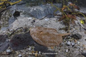 Largespot River Stingray, Potamotrygon falkneri. Aka reticulated freshwater stingray. Rio Triste, Mato Grosso, Brazil.