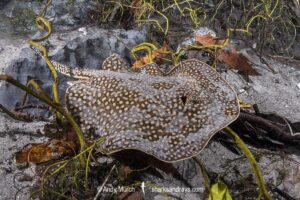 Largespot River Stingray, Potamotrygon falkneri. Aka reticulated freshwater stingray. Rio Triste, Mato Grosso, Brazil.