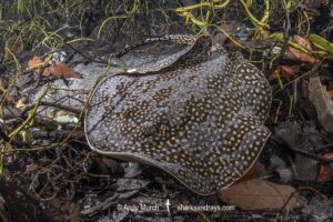 Largespot River Stingray, Potamotrygon falkneri. Aka reticulated freshwater stingray. Rio Triste, Mato Grosso, Brazil.