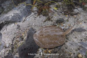 Largespot River Stingray, Potamotrygon falkneri. Aka reticulated freshwater stingray. Rio Triste, Mato Grosso, Brazil.