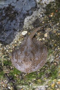 Largespot River Stingray, Potamotrygon falkneri. Aka reticulated freshwater stingray. Rio Triste, Mato Grosso, Brazil.