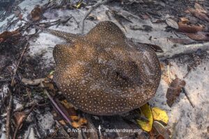 Largespot River Stingray, Potamotrygon falkneri. Aka reticulated freshwater stingray. Rio Triste, Mato Grosso, Brazil.