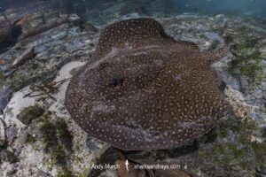 Largespot River Stingray, Potamotrygon falkneri. Aka reticulated freshwater stingray. Rio Triste, Mato Grosso, Brazil.