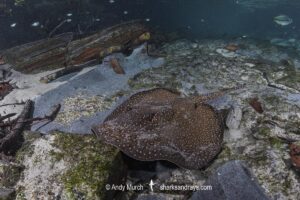 Largespot River Stingray, Potamotrygon falkneri. Aka reticulated freshwater stingray. Rio Triste, Mato Grosso, Brazil.
