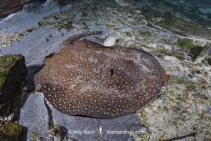 Largespot River Stingray, Potamotrygon falkneri. Aka reticulated freshwater stingray. Rio Triste, Mato Grosso, Brazil.