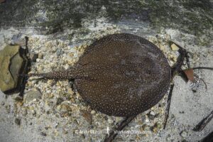 Largespot River Stingray, Potamotrygon falkneri. Aka reticulated freshwater stingray. Rio Triste, Mato Grosso, Brazil.