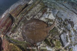 Largespot River Stingray, Potamotrygon falkneri. Aka reticulated freshwater stingray. Rio Triste, Mato Grosso, Brazil.