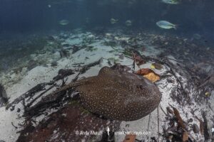 Largespot River Stingray, Potamotrygon falkneri. Aka reticulated freshwater stingray. Rio Triste, Mato Grosso, Brazil.