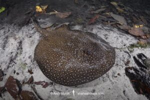 Largespot River Stingray, Potamotrygon falkneri. Aka reticulated freshwater stingray. Rio Triste, Mato Grosso, Brazil.