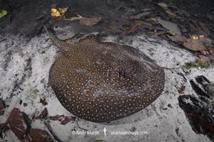 Largespot River Stingray, Potamotrygon falkneri. Aka reticulated freshwater stingray. Rio Triste, Mato Grosso, Brazil.