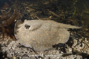 Parana River Stingray, Potamotrygon shuhmacheri. Aka Rosette Freshwater Stingray or Shuhmacher's Stingray. Rio Salobra, Pantanal, Mato Grosso, Brazil.