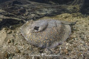 Parana River Stingray, Potamotrygon shuhmacheri. Aka Rosette Freshwater Stingray or Shuhmacher's Stingray. Rio Salobra, Pantanal, Mato Grosso, Brazil.