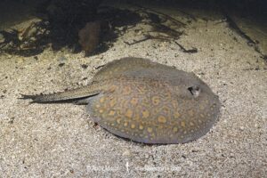 Parana River Stingray, Potamotrygon shuhmacheri. Aka Rosette Freshwater Stingray or Shuhmacher's Stingray. Rio Salobra, Pantanal, Mato Grosso, Brazil.