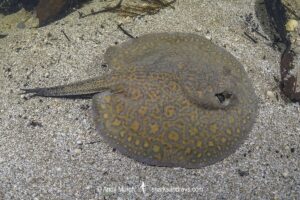 Parana River Stingray, Potamotrygon shuhmacheri. Aka Rosette Freshwater Stingray or Shuhmacher's Stingray. Rio Salobra, Pantanal, Mato Grosso, Brazil.