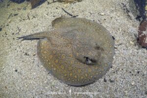 Parana River Stingray, Potamotrygon shuhmacheri. Aka Rosette Freshwater Stingray or Shuhmacher's Stingray. Rio Salobra, Pantanal, Mato Grosso, Brazil.